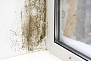 Mold growing on window sill
