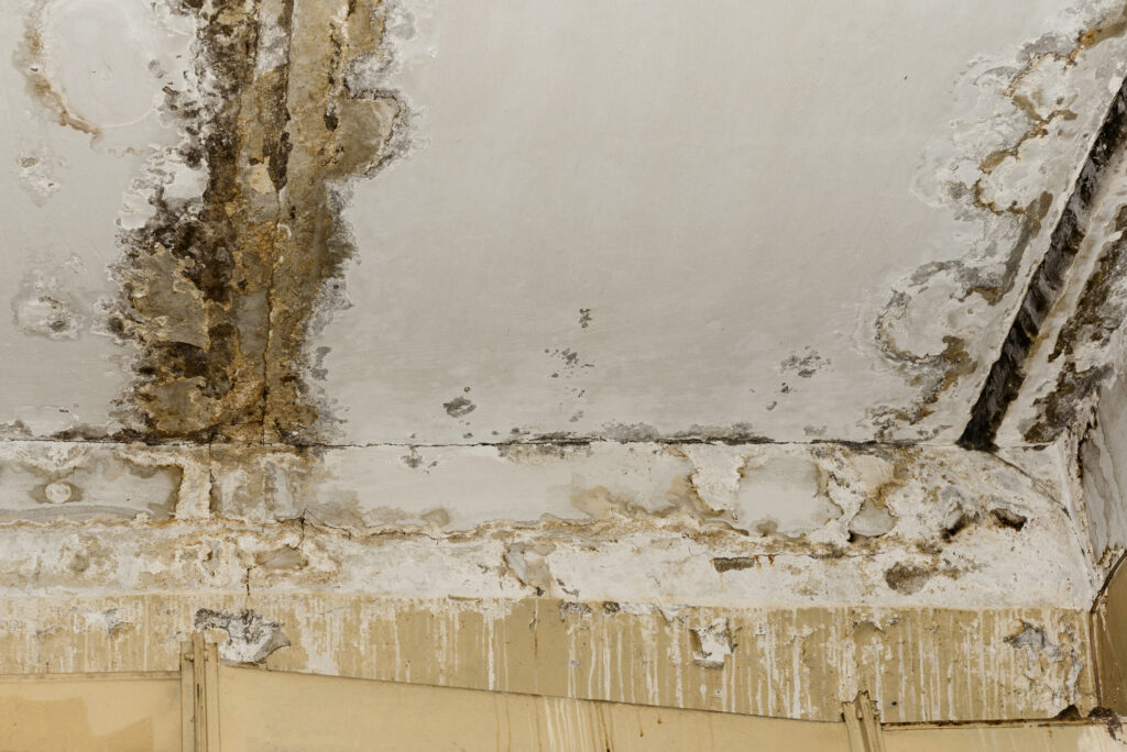Mold remediation and mold removal in Aurora, CO